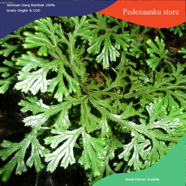 

250 gram daun cakar ayam