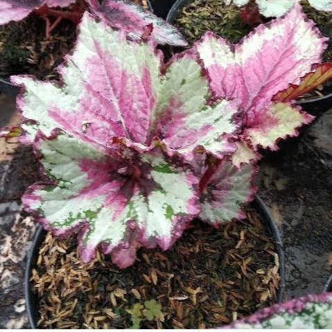 begonia rex keong pink/ tapak dewa size m