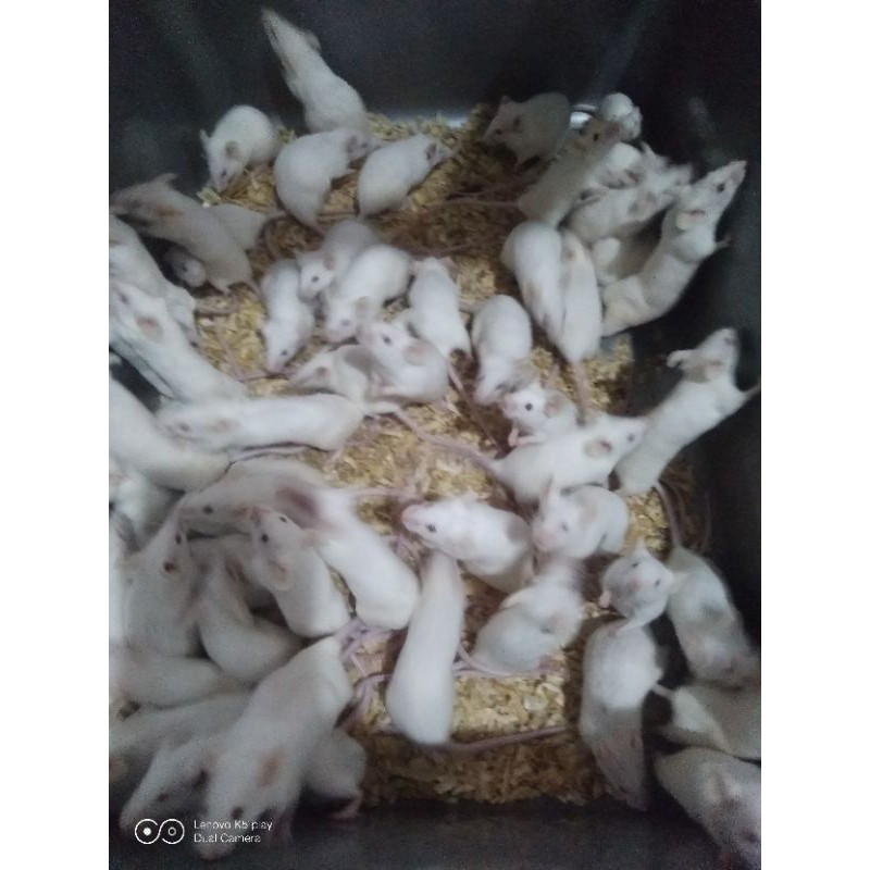 tikus putih mencit apkir BB 30gr up / pakan reptile / pakan burung predator