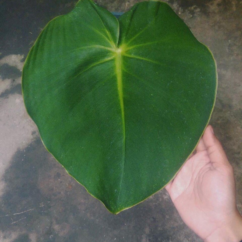 Philodendron Rugosum - Philodendron Pigskin SIZE JUMBO
