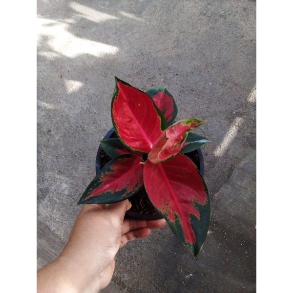 Aglaonema Suksom