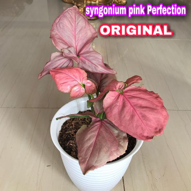 syngonium pink perfection Original