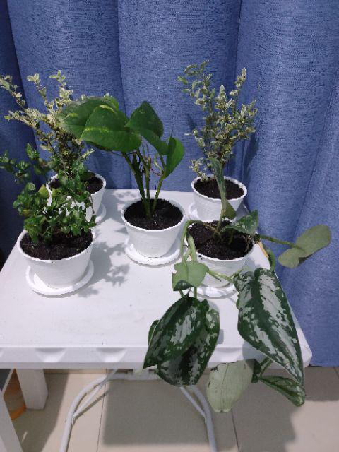 Krokot Curly - Krokot Keriting Tanaman Crocot Paku Payung