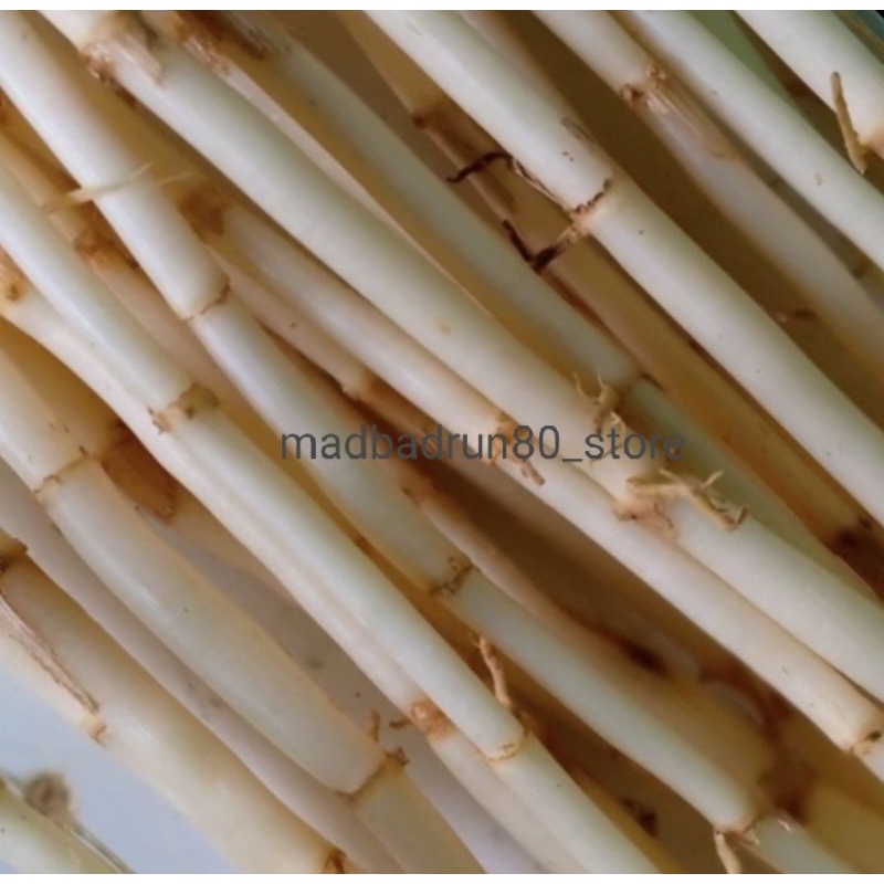 

Akar Alang Alang segar 100% fresh baru diambil