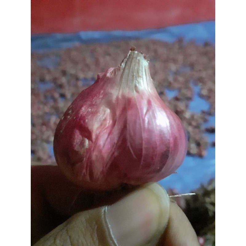 

Bawang Merah