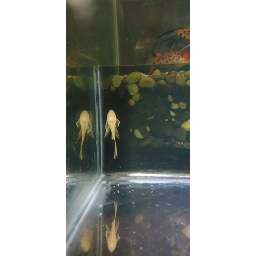 Albino Brushmouth Slayer pleco size 5 cm / sapu pleco L144