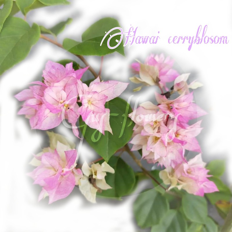 Bougenville Hawai cerryblosom/ Bunga tumpuk
