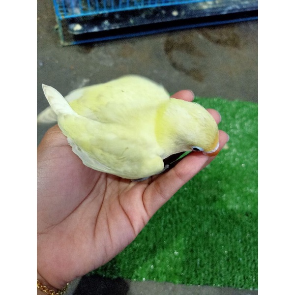 Anakan/Lolohan Burung Lovebrid PB Pastel Green Jinak