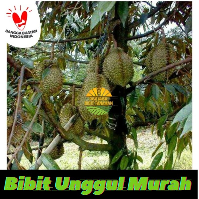 bibit durian montong super