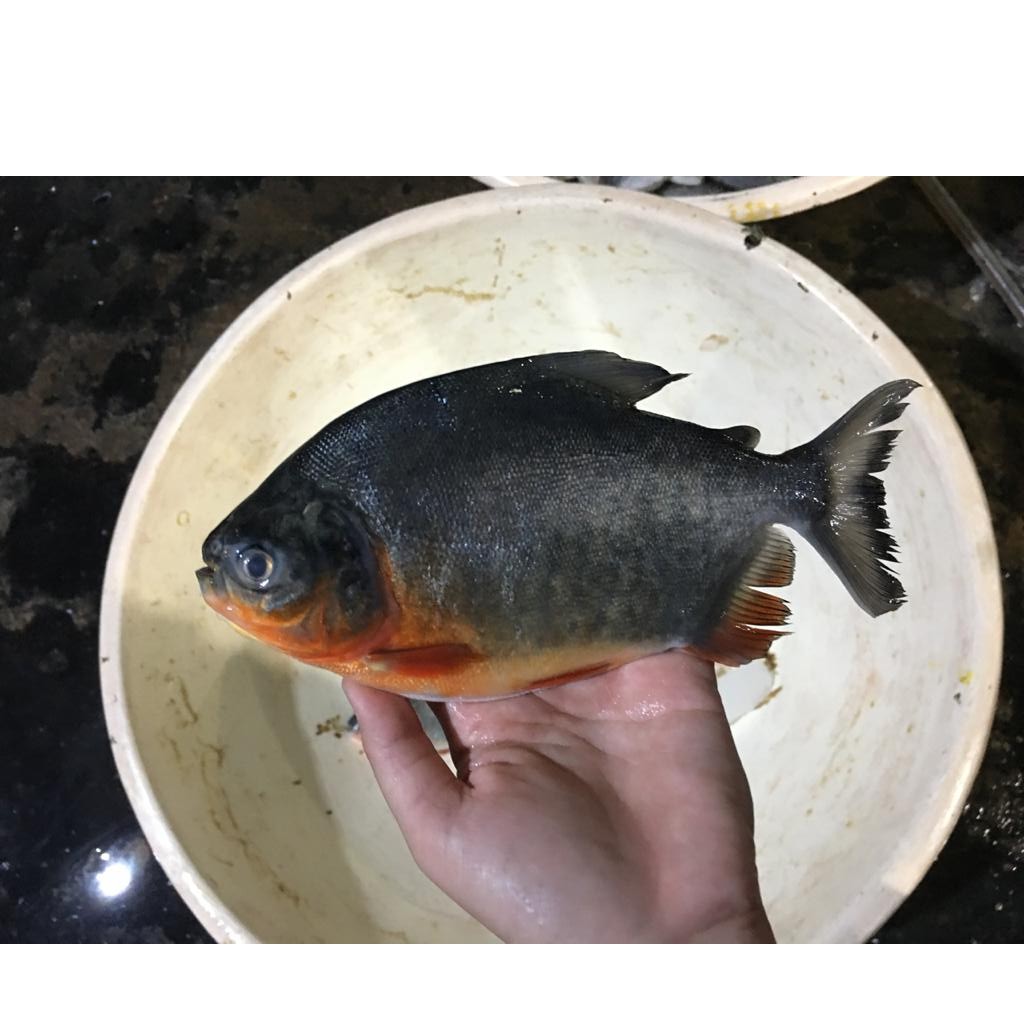 

Ikan Bawal Air Tawar Segar/Fresh Murah