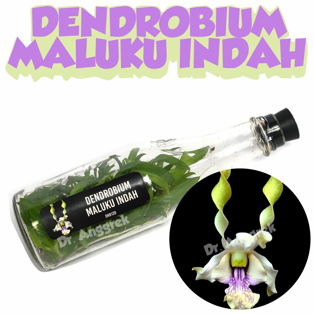 Bibit Anggrek Dendrobium Dalam Botol Maluku Indah