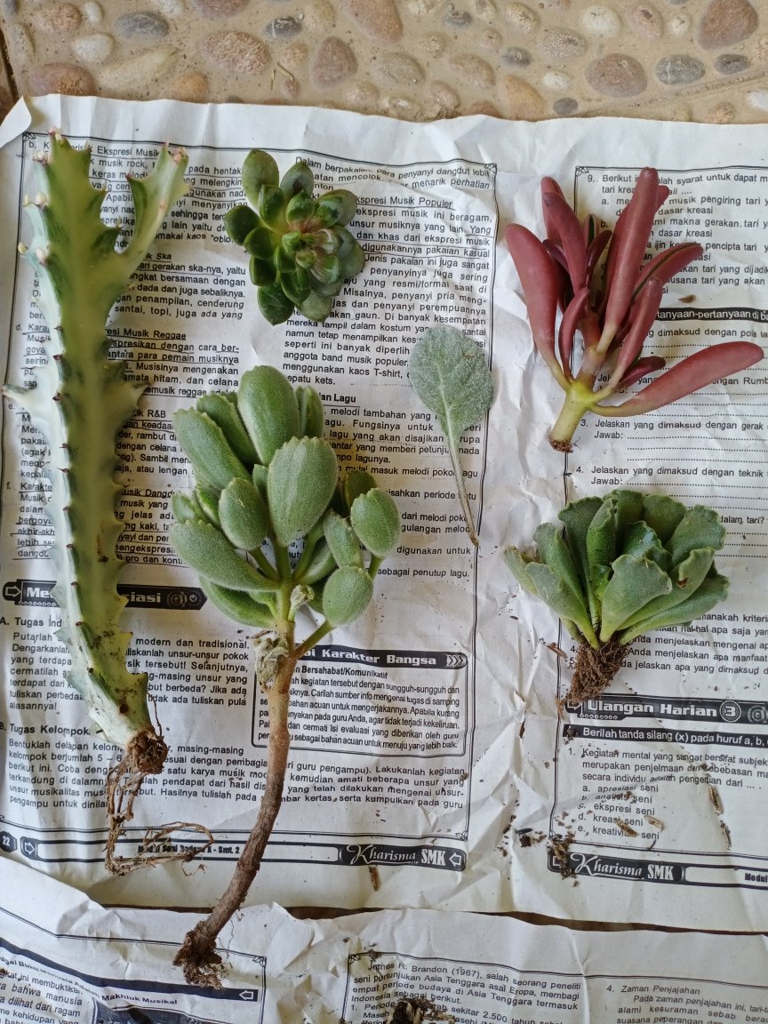 Sukulen Dan Kaktus Mini (adromischus Cristatus)