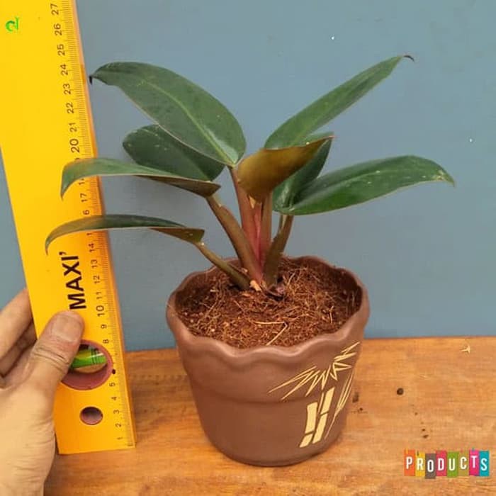 Tanaman philodendron congo rojo