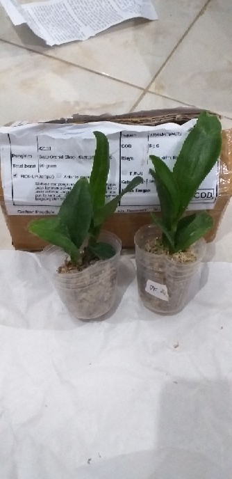 Bibit Anggrek Dendro - Seedling Hybrid Dendrobium Melintir - Keriting
