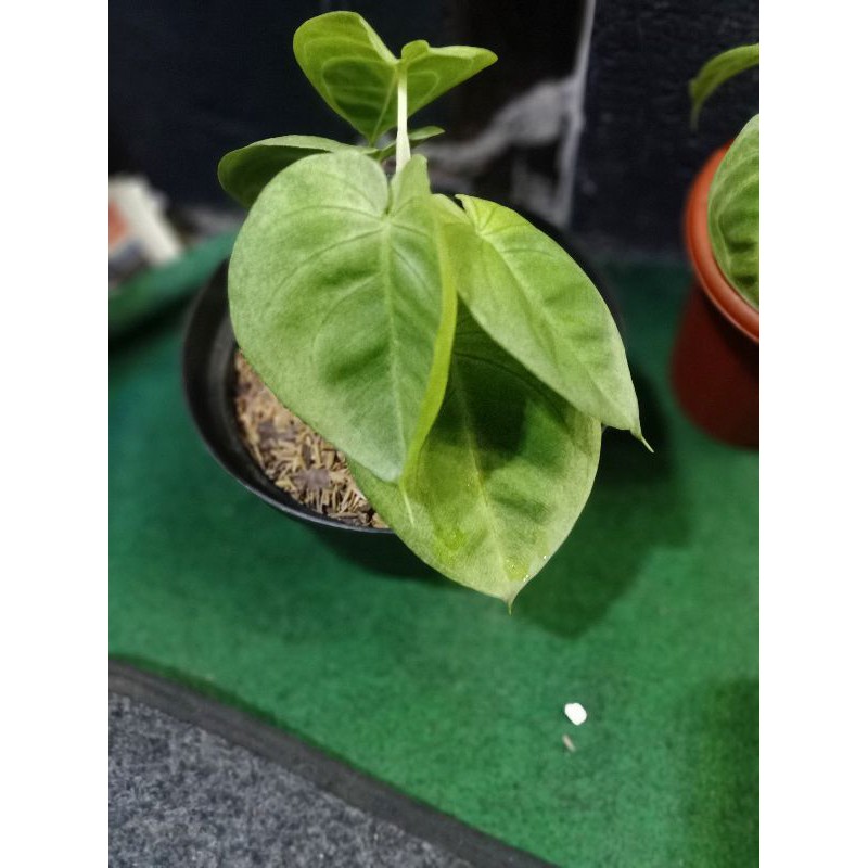 Tanaman hias syngonium frosted heart ( marcopylum)