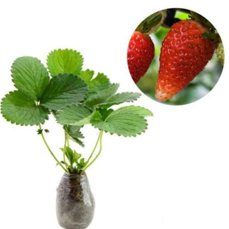 

1 paket Strowberry isi 3