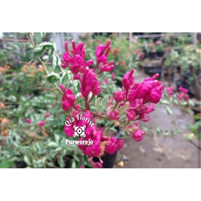 bougenville anggur merah daun silver,.