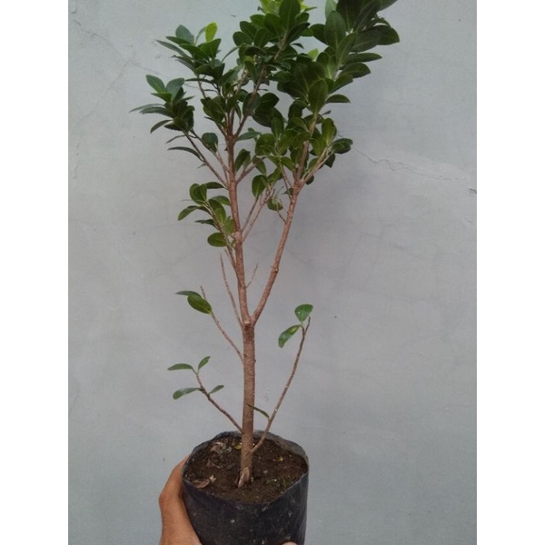 Bibit Bonsai Beringin Kompakta