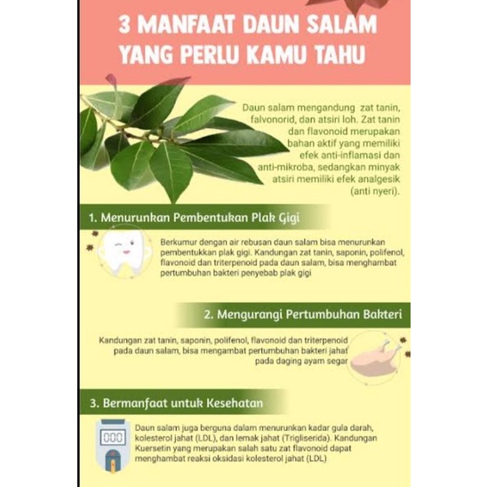 

Daun salam