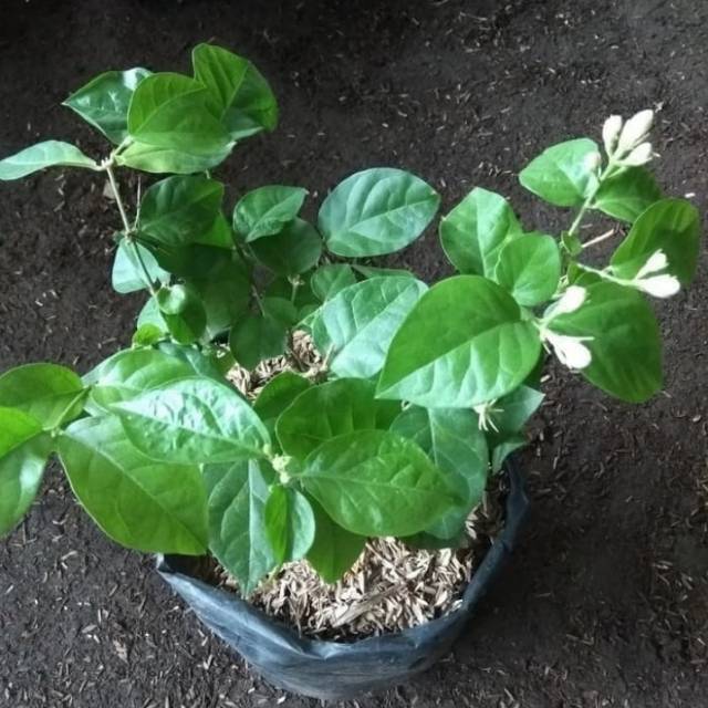 Pohon Bunga Melati Wangi - Tanaman Hias Pohon Bunga Melati