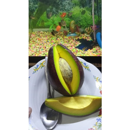 

ALPUKAT MENTEGA 1KG