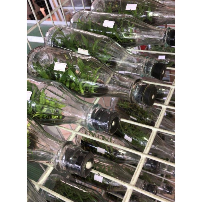 Bibit Botol Anggrek Besi (Violaceoflavens)