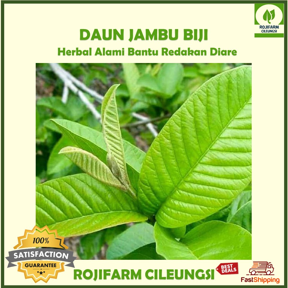 

Daun Jambu Biji Segar 100gr (Sekitar 10 Lembar) Petik Dadakan