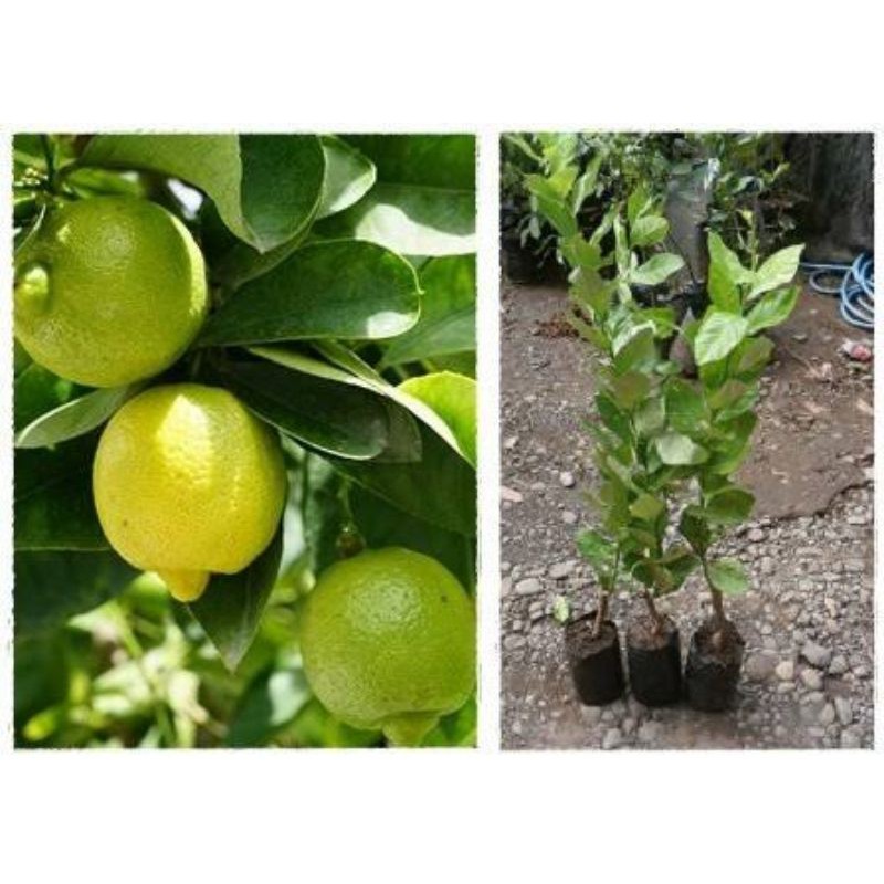 bibit jeruk lemon jumbo