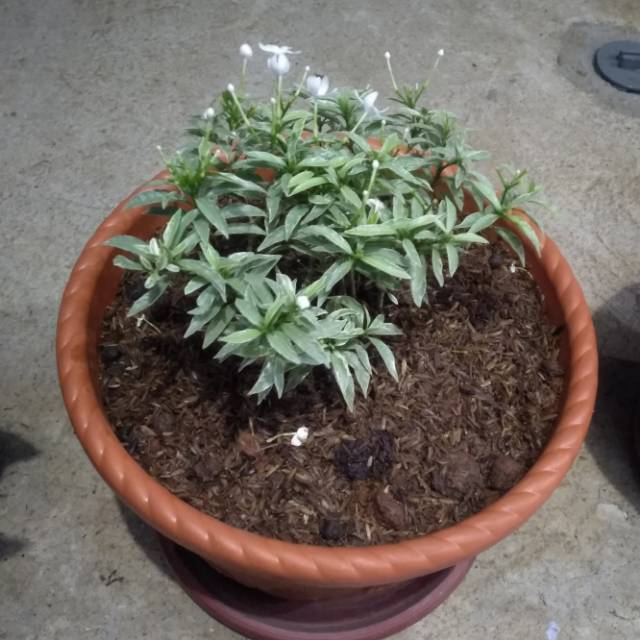 Tanaman hias Rombusa mini putih - melati Rombusa mini
