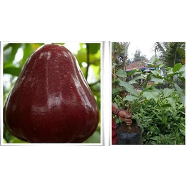 %% ori bibit jambu air king rose unggul | tanaman buah jambu king rose