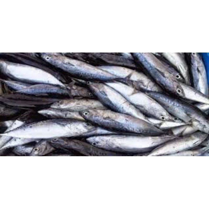 

IKAN TONGKOL SEGAR