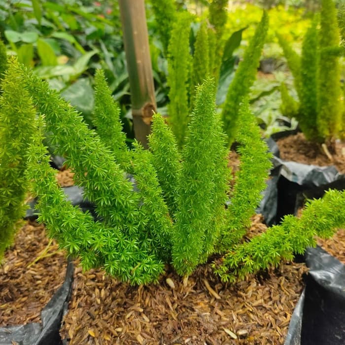 Tanaman Hias Ekor Tupai Mini Ekor Tupai Murah Shopee Indonesia