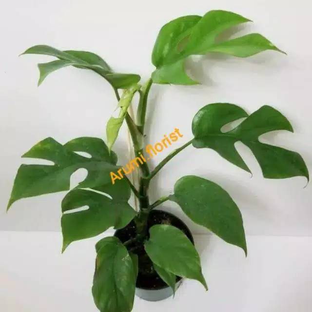 Tanaman Hias Philodendron Monstera Rhapidopora / Rhapidopora Tertasperma/ Monstera Mini