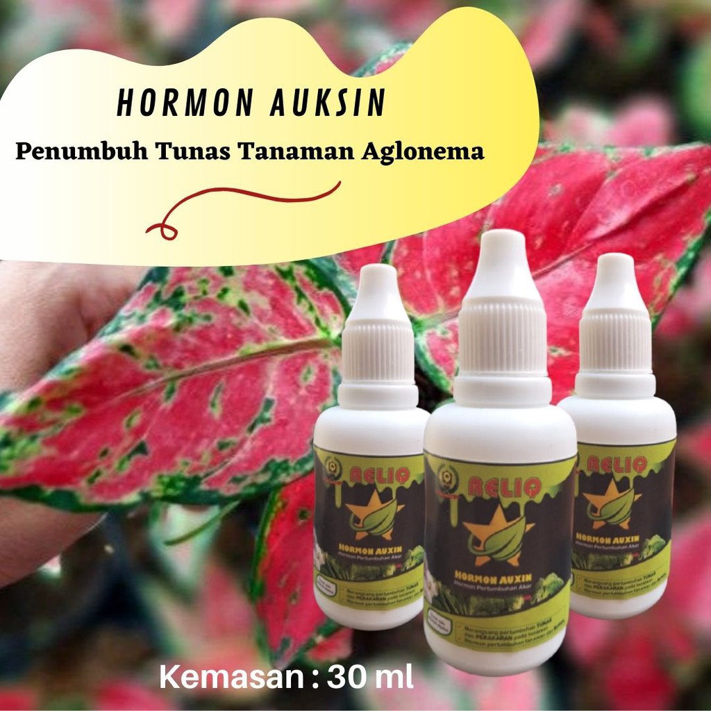 Hormon Auksin Tanaman / Pupuk Pertumbuhan Vegetatif / Pupuk Cair Aglonema / Penumbuh Tunas Aglonema