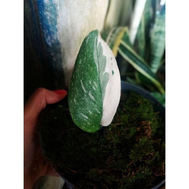 skindapsus moonlight varigata langka