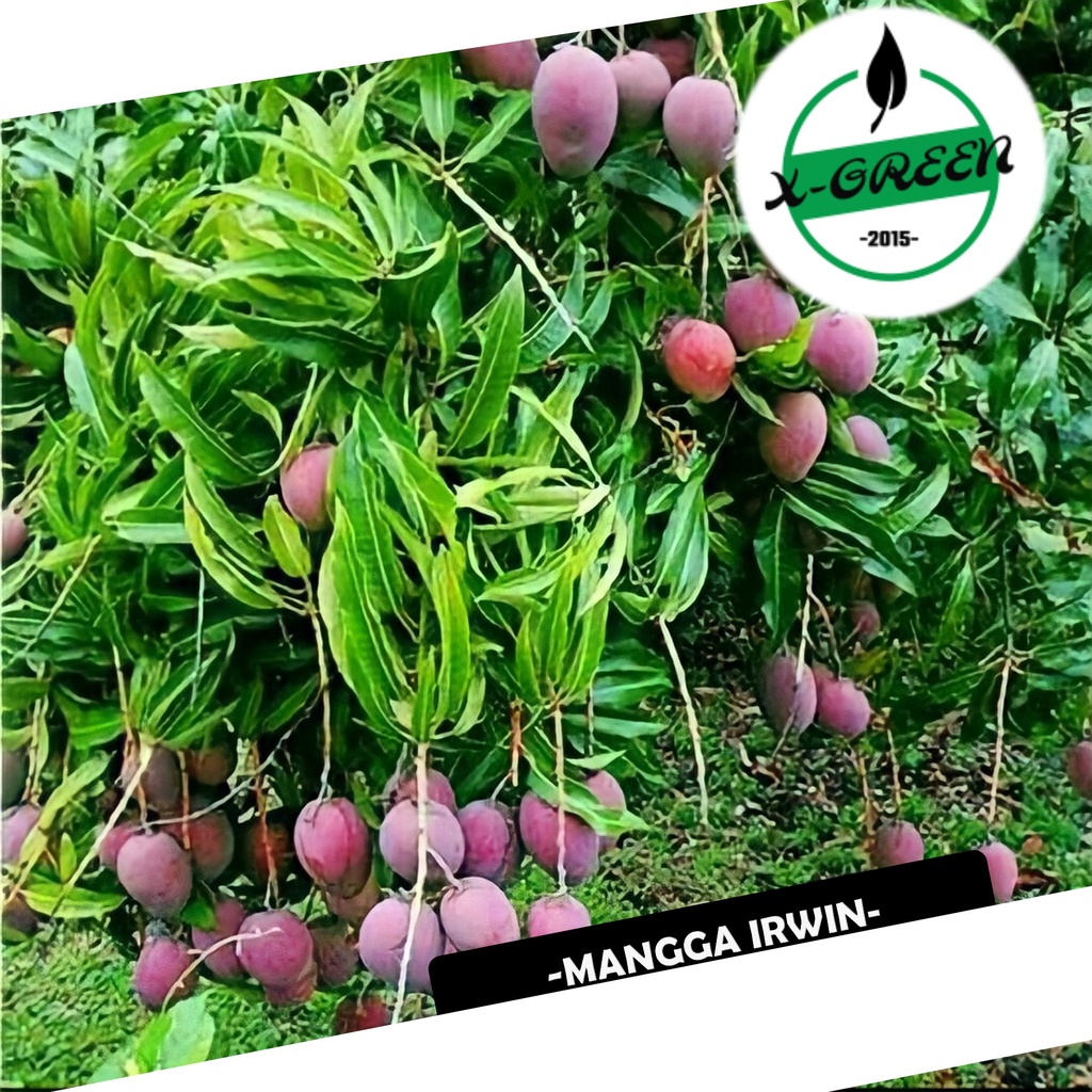 Pohon Buah Mangga Kelapa, 1m - (X-Green)