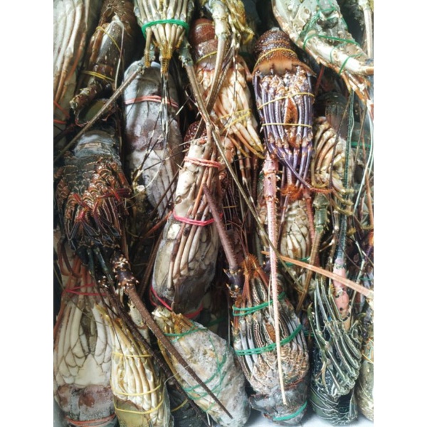

Lobster Fresh Frozen All Size isi 4-5 1kg