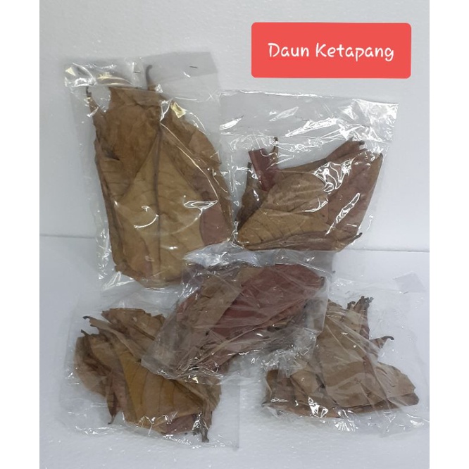 Jual Daun Ketapang Kering Untuk Air Akuarium Shopee Indonesia