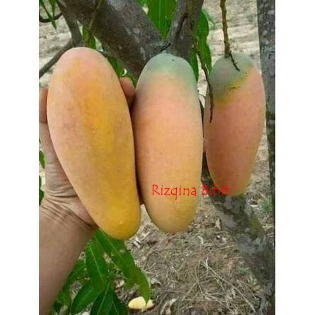 BIBIT POHON MANGGA CHOKANAN