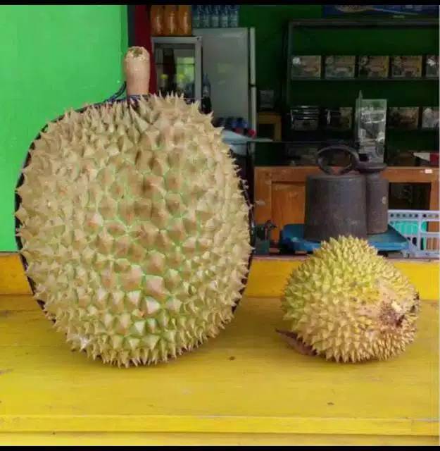 Bibit Durian Bawur Hasil Okulasi