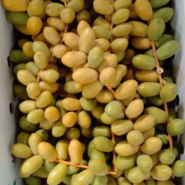 

BAYAR DITEMPAT kurma muda kuning per 500gr/KURMA 1KG/KURMA BARARI/KURMA RUTHOB/KURMA BAM/KURMA PALM FRUIT/KURMA TANGKAI/KURMA AZWA/KURMA SUKKARI/KURMA SAFAWI/KURMA TUNISIA/KURMA MUDA KUNING/KURMA MUDA HIJAU/KURMA MEDJOL/KURMA MADINAH SUPER