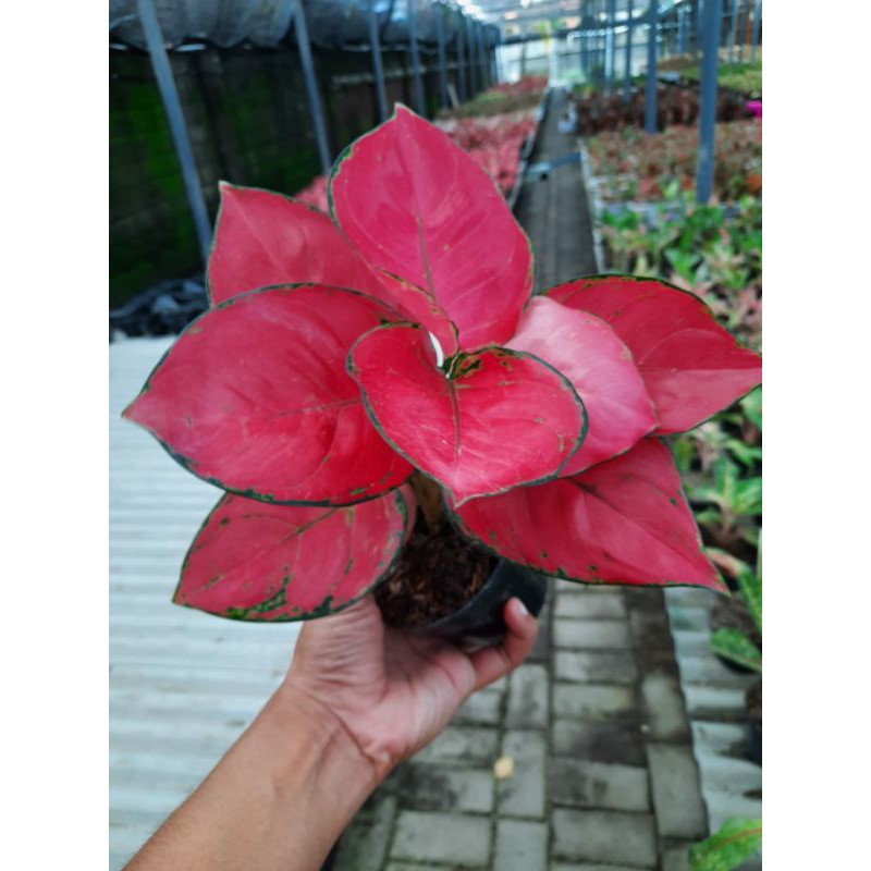 Aglonema Pink Katrina