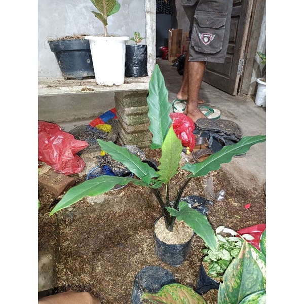 keris papua