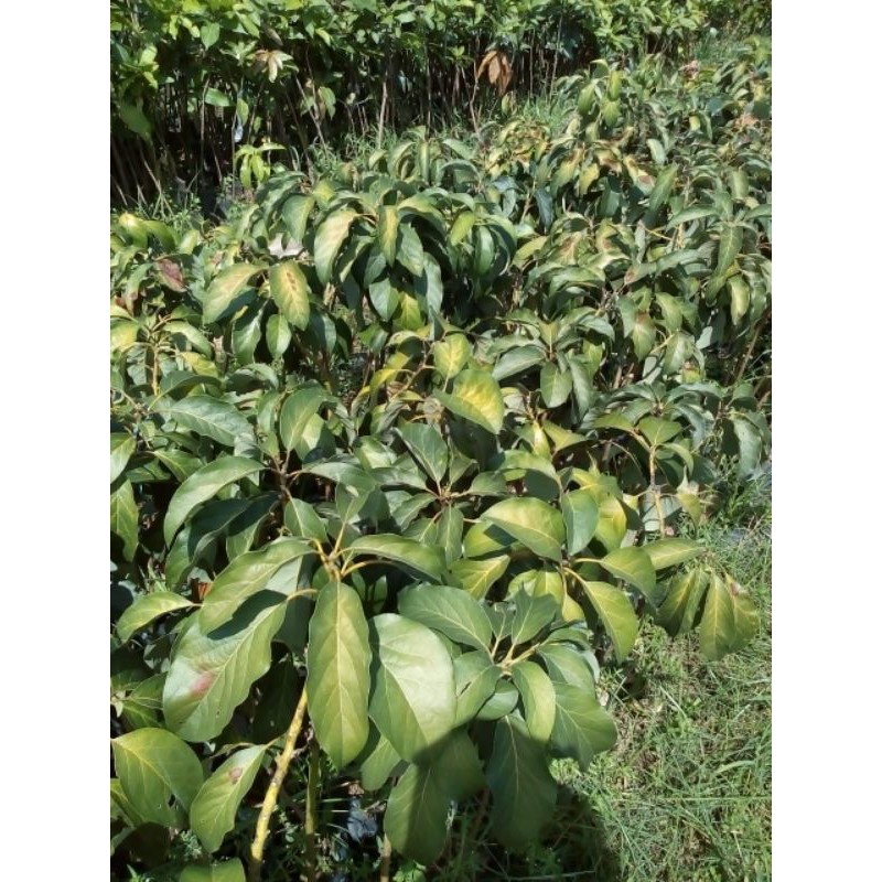 Bibit Buah Alpukat Yamagata Super unggul