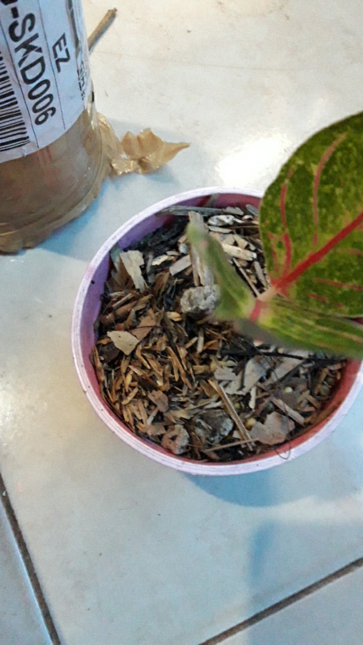 Aglonema Red Sumatra Anakan