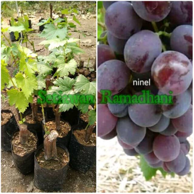 Bibit Tanaman Anggur Import Ninel