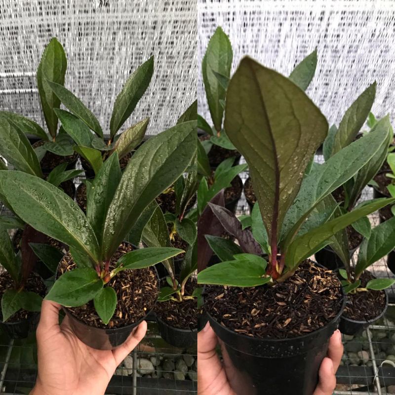 STOK TERBATAS Jemani Remaja Karakter Hitam