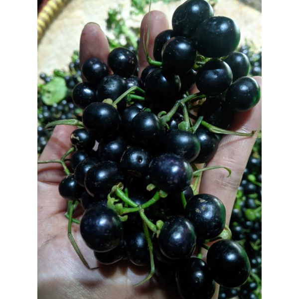 Paket Bibit/Pohon Leunca atau Ranti 3 Tangkai Sudah Semai Siap Tanam