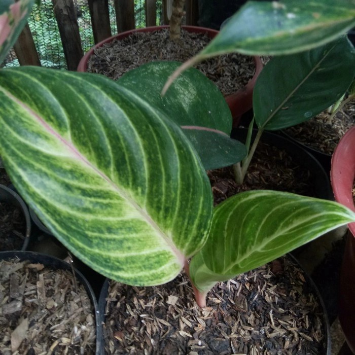 anakan aglonema kresna baby