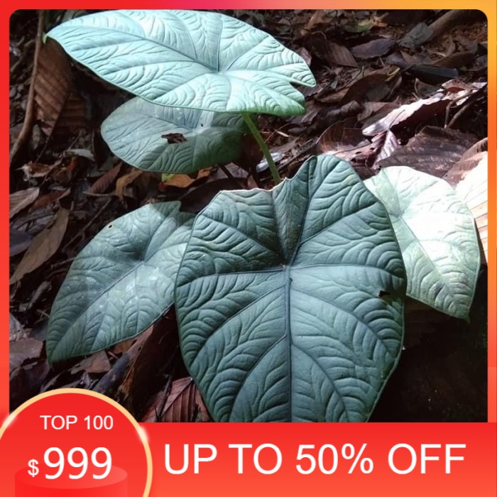 

alocasia melo kapuas bibit bonggol steak original